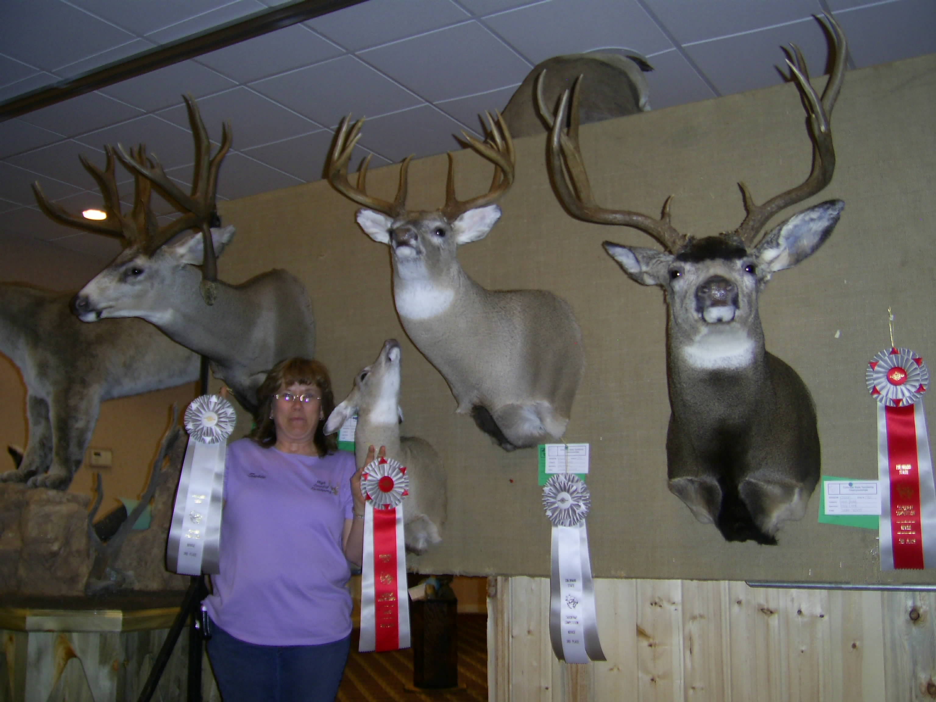 Mounted big-game work by High Country Taxidermy, Pinedale Wyoming