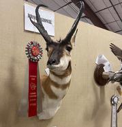 Competition ribbon from High Country Taxidermy