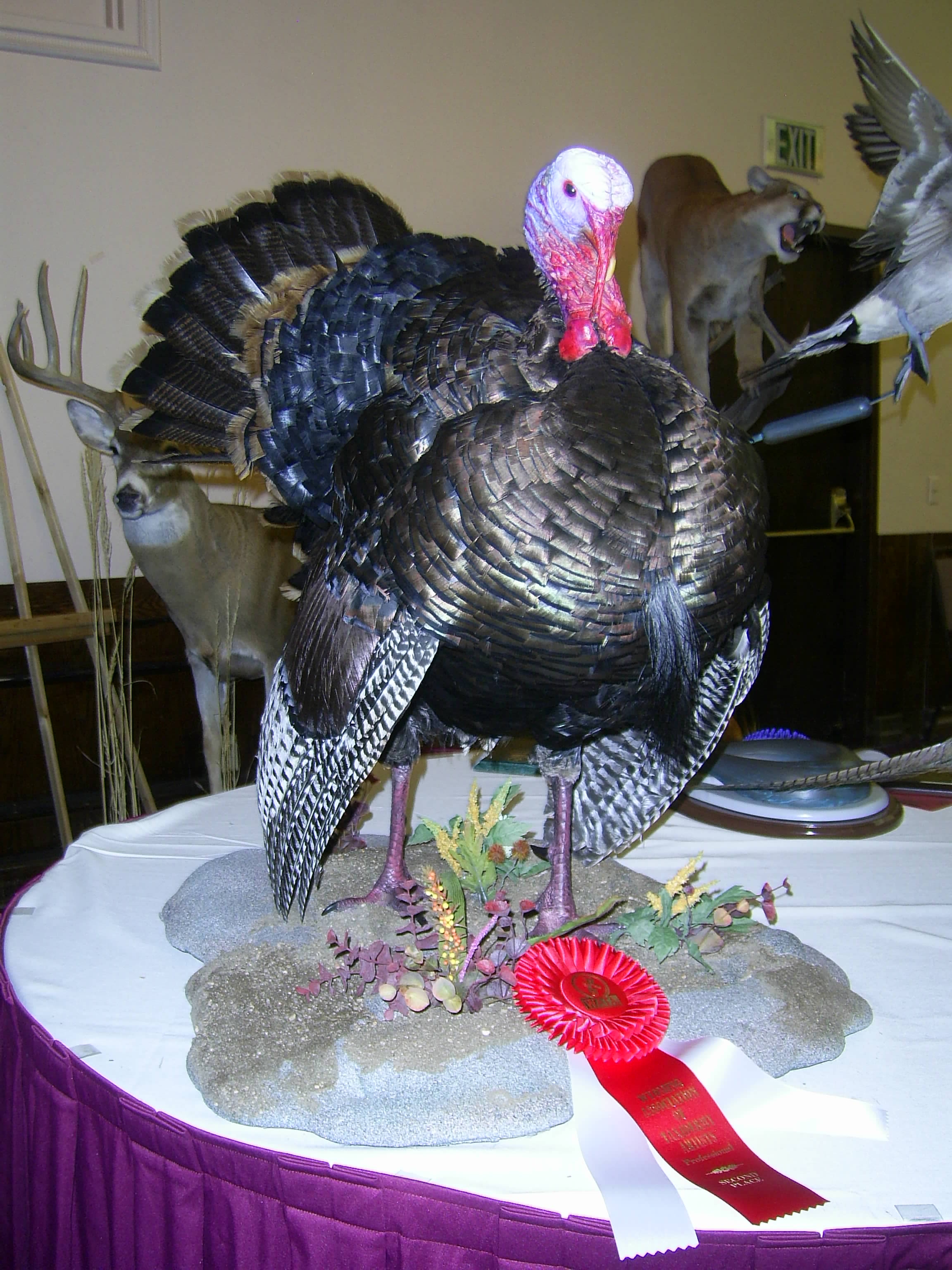 Black bear life-size mount — High Country Taxidermy