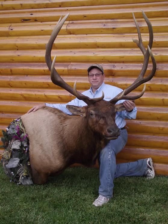 Mule deer shoulder mount — High Country Taxidermy