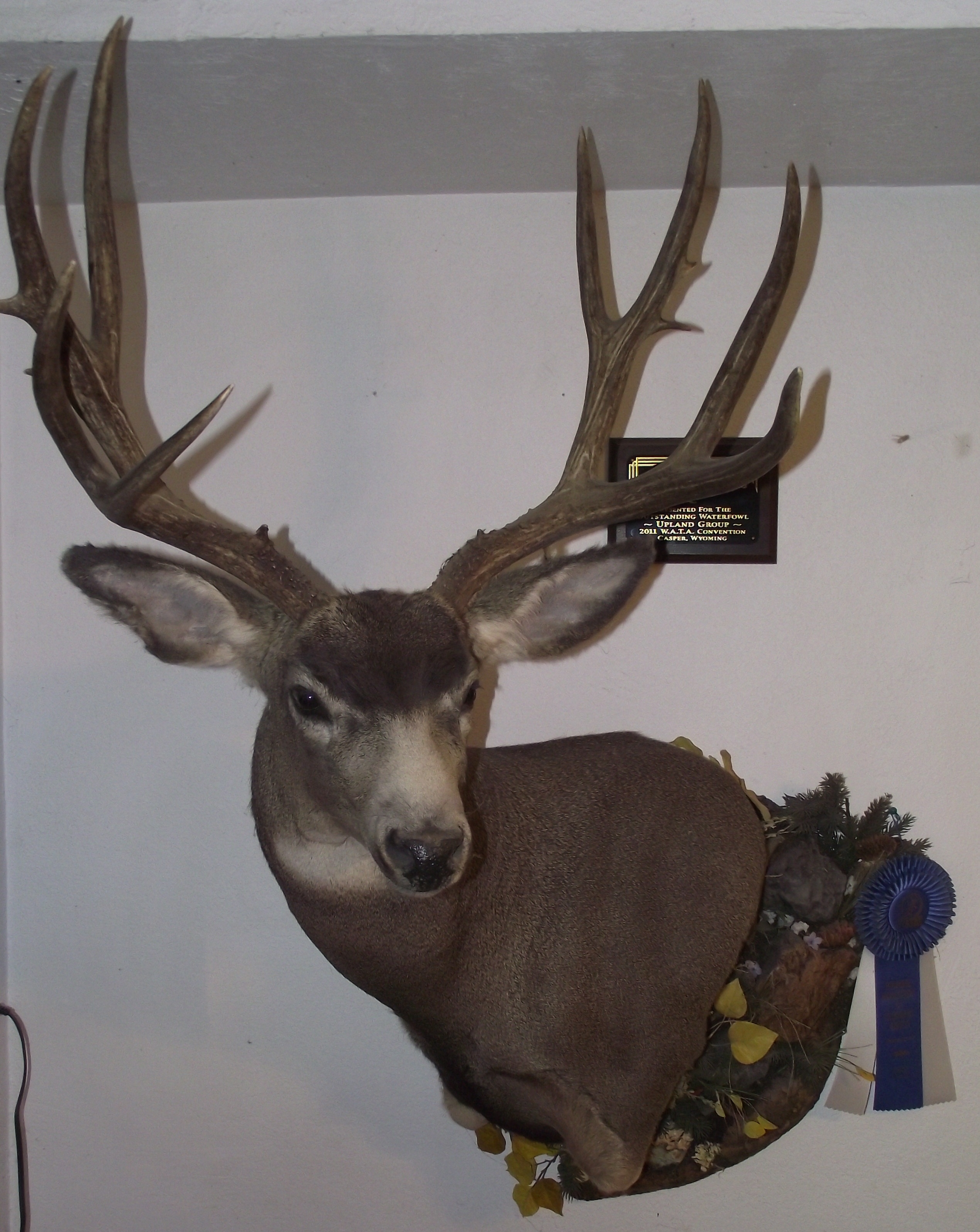 Shop work at High Country Taxidermy