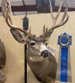 Bighorn horn plaque — High Country Taxidermy