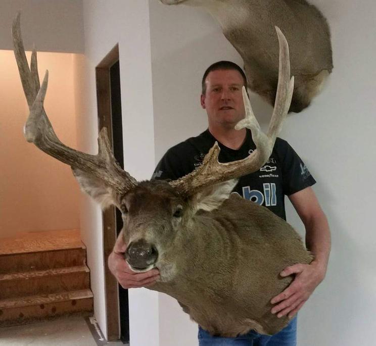 Whitetail shoulder mount — High Country Taxidermy
