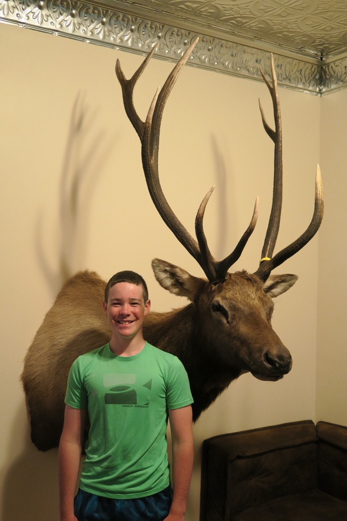 Mountain goat life-size mount — High Country Taxidermy