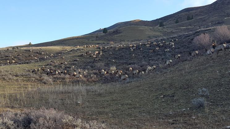 High Country Taxidermy — Wyoming scenery