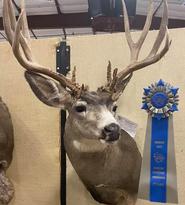 High Country Taxidermy — Pinedale Wyoming