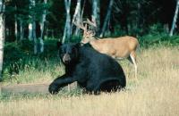 Big game shoulder mount by High Country Taxidermy